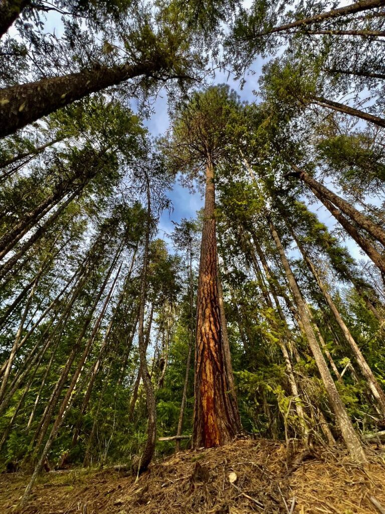 Deer Park Falls forest, with towering ponderosa pines