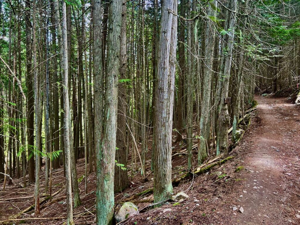 The Great Trail in Rosemont, Nelson