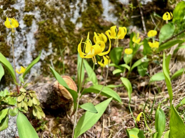 Glacier Lily at Kokanee Creek Provincial Park - a favourite food of the grizzly bears