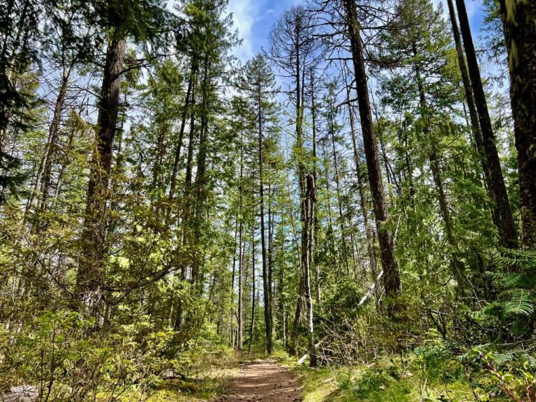 Woodland Trail at Kokanee Park