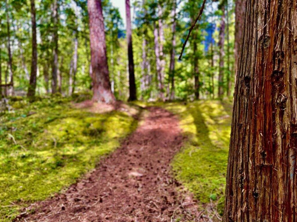 Woodland Trail at Kokanee Park