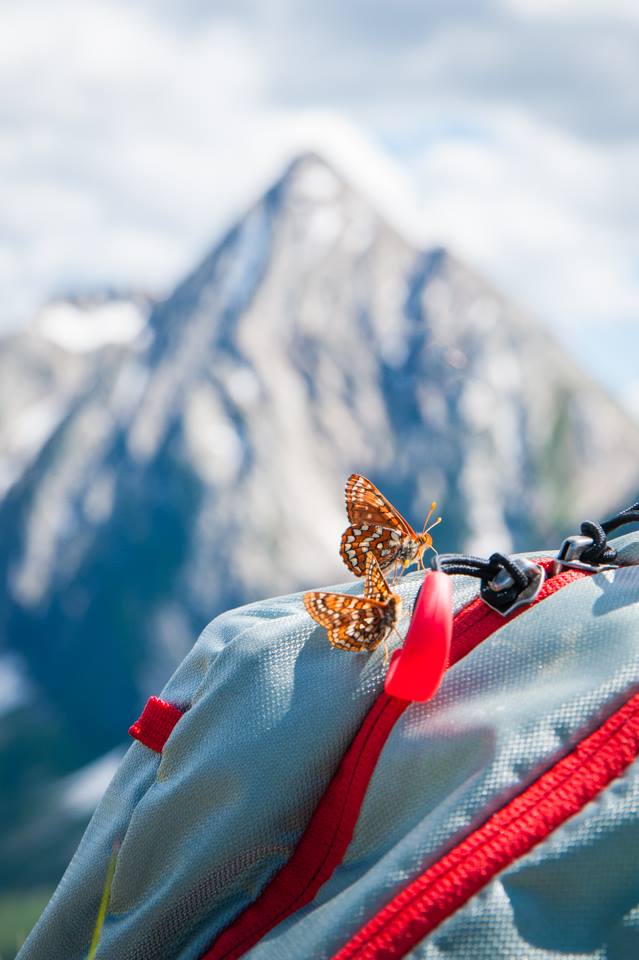 butterflies in front of mount loki, kootenays