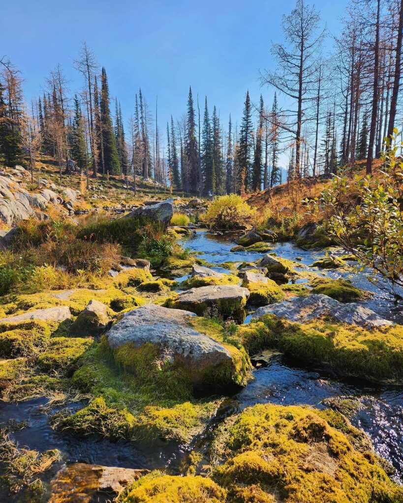 Monica Meadows in Autumn