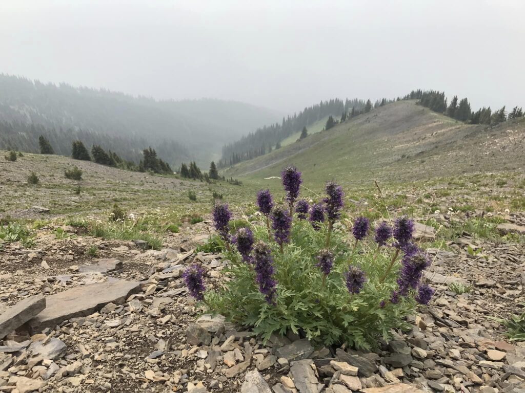 Gimli Ridge flowers in mist