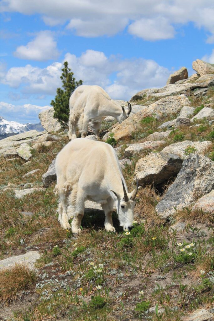 Mountain Goats on Gimli Ridge