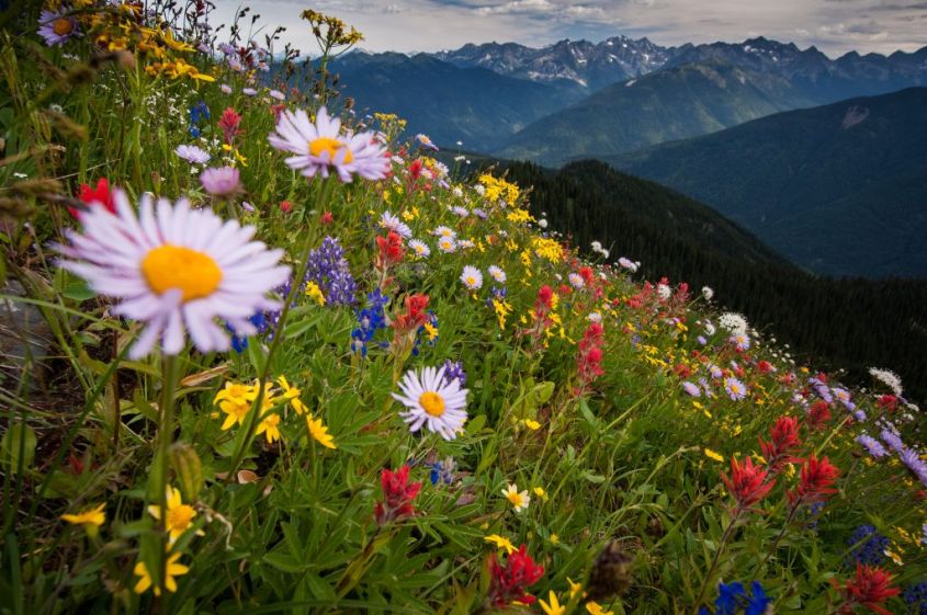 Idaho Peak wildflowers