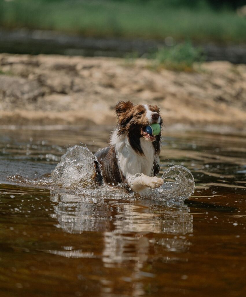 Border Collie Dog Swimming in River with Ball in Muzzle