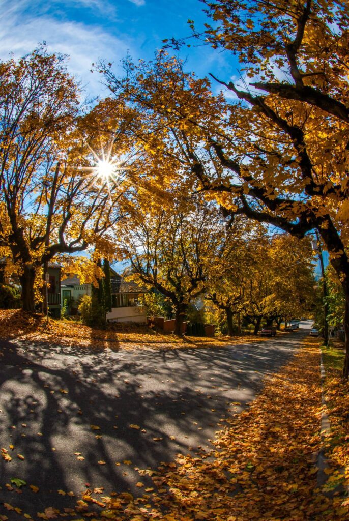 Nelson's oak trees in the fall