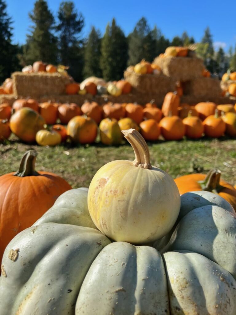 linden lanes pumkin patch event