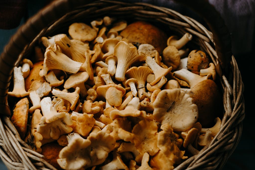 Basket of Mushrooms from fall event workshop