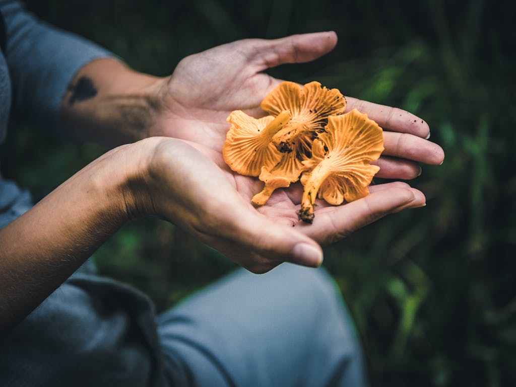 picking oyster mushrooms